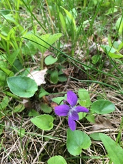 Viola septentrionalis