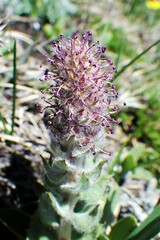 Veronica wyomingensis