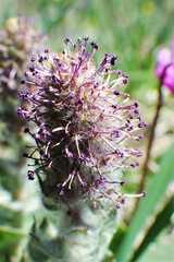 Veronica wyomingensis