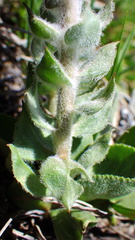 Veronica wyomingensis