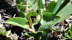 Veronica wyomingensis