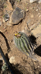 Ferocactus townsendianus