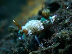 Hypselodoris zephyra