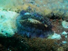 Scutus