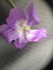 Viola septentrionalis