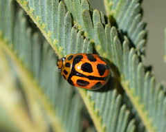 Peltoschema oceanicum