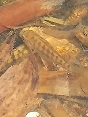 Cichlidae
