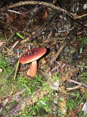 Lactarius subviscidus