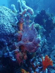 Antennarius commerson