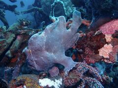 Antennarius commerson