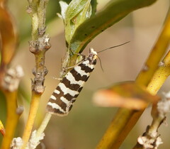 Paracochylis amoenana