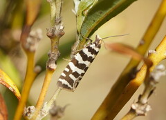 Paracochylis amoenana