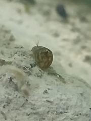 Chlamydotheca