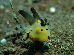 Thecacera