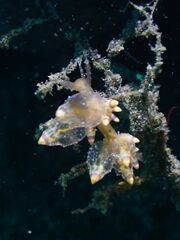 Eubranchus mandapamensis