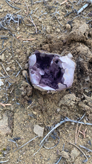 Sarcosphaera coronaria