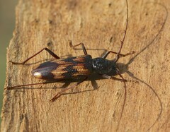 Phoracantha tricuspis