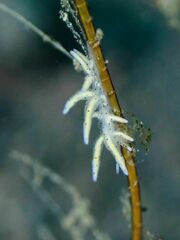 Eubranchus