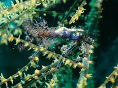 Xenocarcinus conicus