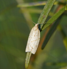 Clepsis therina