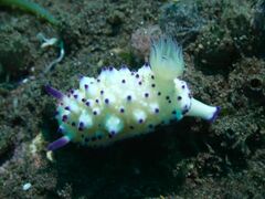 Mexichromis multituberculata