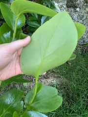 Griselinia lucida