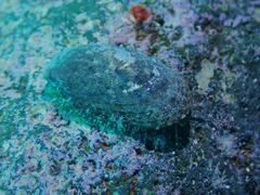 Haliotis tuberculata