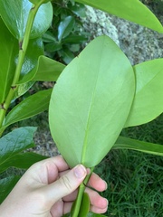 Griselinia lucida