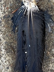 Corvus brachyrhynchos