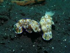 Hypselodoris tryoni
