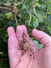 Backobourkia brouni