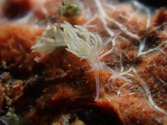 Unidentia