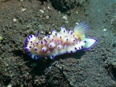 Mexichromis multituberculata