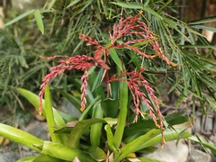 Aechmea bracteata