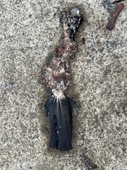 Corvus brachyrhynchos