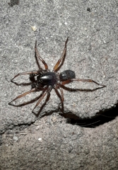 Corinninae