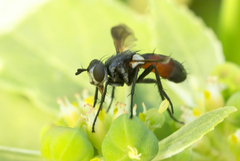 Cylindromyia bicolor