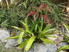Aechmea bracteata