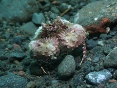 Calappa bicornis