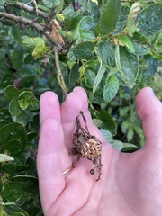 Backobourkia brouni