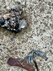 Corvus brachyrhynchos