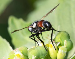 Cylindromyia bicolor