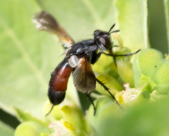 Cylindromyia bicolor