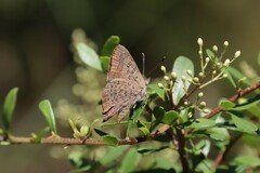 Paralucia pyrodiscus lucida