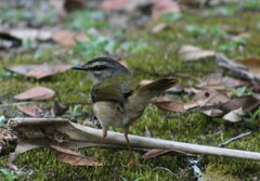 Myiothlypis rivularis