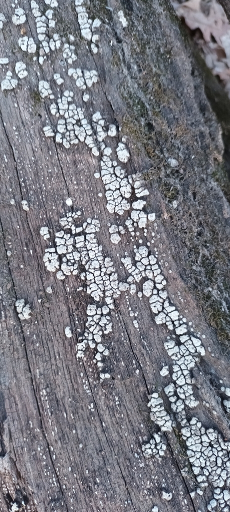 Parchment Rocks ceramic parchment from Kirkwood, MO 63122, USA on January 1, 2023 at 03 ...
