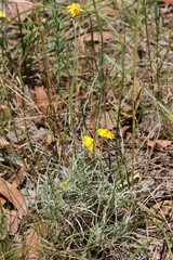 Leucochrysum albicans albicans