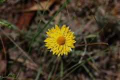 Leucochrysum albicans albicans
