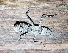 Liturgusa