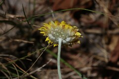 Leucochrysum albicans albicans